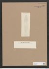 Navicula sp. (de-Toni-Nr.: Genus 1) Zeichnungen Sammlung Grunow Nr. 1568 (NHMW-BOT-W0368095)